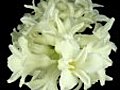 Time-lapse Dying White Hyacinth Christmas  | BahVideo.com
