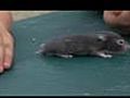 Pets 101 Hamster | BahVideo.com