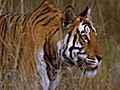 Saving tigers the filmy way | BahVideo.com