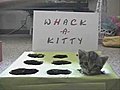 Whack-A-Kitty | BahVideo.com