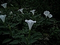 Devil s Trumpet Flower Blooming in Time-lapse | BahVideo.com