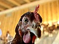 10 Bizarre Animal Facts | BahVideo.com