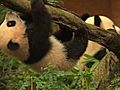 Panda Cub s Media Debut | BahVideo.com