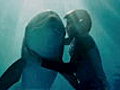Dolphin Tale - Featurette - The True Story | BahVideo.com