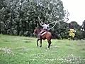 Jumping Rope With A Horse | BahVideo.com