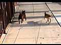 DOGS WHO PEE TOGETHER STAY TOGETHER | BahVideo.com