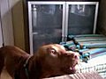 Dog Sings Kenny Logins | BahVideo.com
