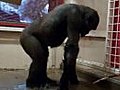 Breakdancing Gorilla | BahVideo.com