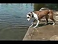 Stupid dog  | BahVideo.com