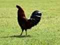 Wild cockerel on Kauai walking in grass | BahVideo.com