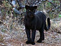 Black leopard | BahVideo.com
