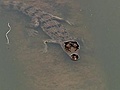 Dangerous Encounters - Countdown Croc | BahVideo.com
