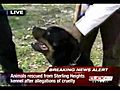 Rottweilers are mean | BahVideo.com