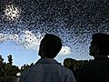 Massive Migration | BahVideo.com