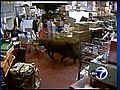 VIDEO Bulls on the loose in supermarket | BahVideo.com