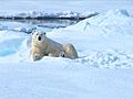 Photography in the High Arctic Ice and Polar Bears  | BahVideo.com