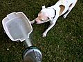 Pit Bull Playing in Water | BahVideo.com