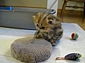 Le chat le plus mignon du monde | BahVideo.com