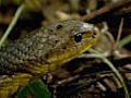 Yellowtail cribo | BahVideo.com