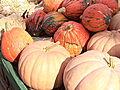 Earth Pumpkins Not Just for Halloween Anymore | BahVideo.com