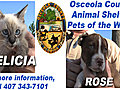 Osceola County Pets of the Week - August 18 2010 - Felicia and Rose | BahVideo.com