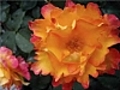 Fleurs de toutes les couleurs | BahVideo.com
