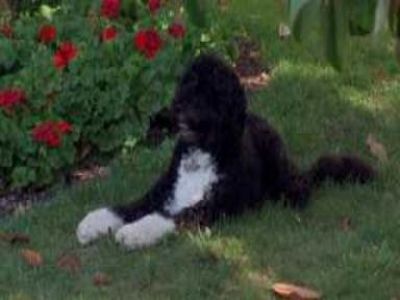 Hinckley Dog Dies in Hot Sun | BahVideo.com