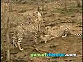  ita avlad leopar ald aslan kovalad  | BahVideo.com