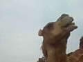 Funny Camel Eating | BahVideo.com