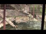 Swimming Bobcat  | BahVideo.com