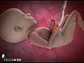 Inside pregnancy Girl or boy  | BahVideo.com