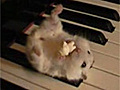 Piano Gerbil | BahVideo.com