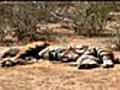 Man vs Wild lack of space endangering tigers | BahVideo.com