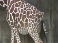動物園的長頸鹿生baby了！ | BahVideo.com