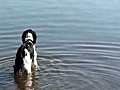 Dog drinking Sportsdrinks Vs Water | BahVideo.com