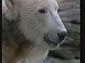 Beloved polar bear Knut has died | BahVideo.com