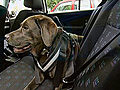 Anschnallpflicht f r Hunde  | BahVideo.com