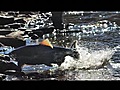 Fishing the Salmon River Pulaski New York | BahVideo.com