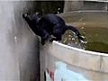 Cat Can t Escape Tub Of Water | BahVideo.com