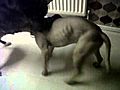 pitbulls play fighting in birmingham uk | BahVideo.com
