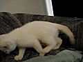 SidTV - My Flame Point Polydactyl Kitten - 8wks | BahVideo.com