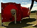Doggie Exercise Center | BahVideo.com
