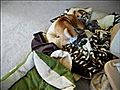 2 1 2 Dogs Rough-housing | BahVideo.com