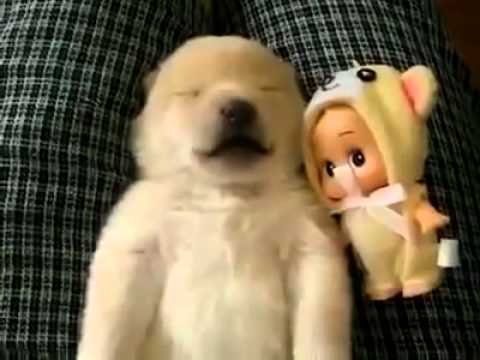 Sleeping Puppy Making Adorable Noises Puppy  | BahVideo.com