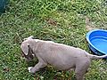 Cute Pitbulls | BahVideo.com