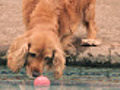 Dog Fishing Ball Out from Pool HD  | BahVideo.com
