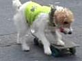 Skateboarding dog earns fine | BahVideo.com