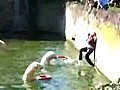 Polar Bear Attacks Woman in Zoo | BahVideo.com