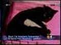 Black Cat Adoptions On Hold Through Halloween | BahVideo.com