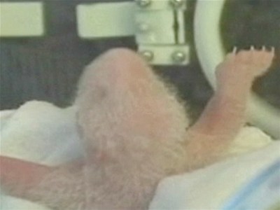 Officials deceive mother panda swap cubs | BahVideo.com